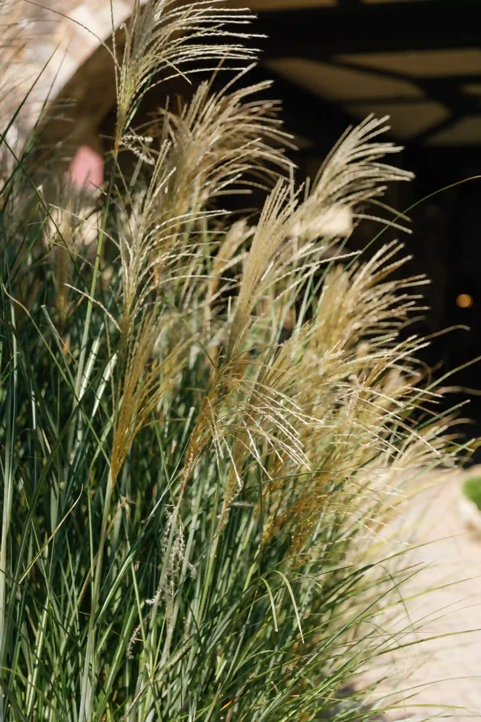Ornamental grasses glowing in afternoon sun outside the venue