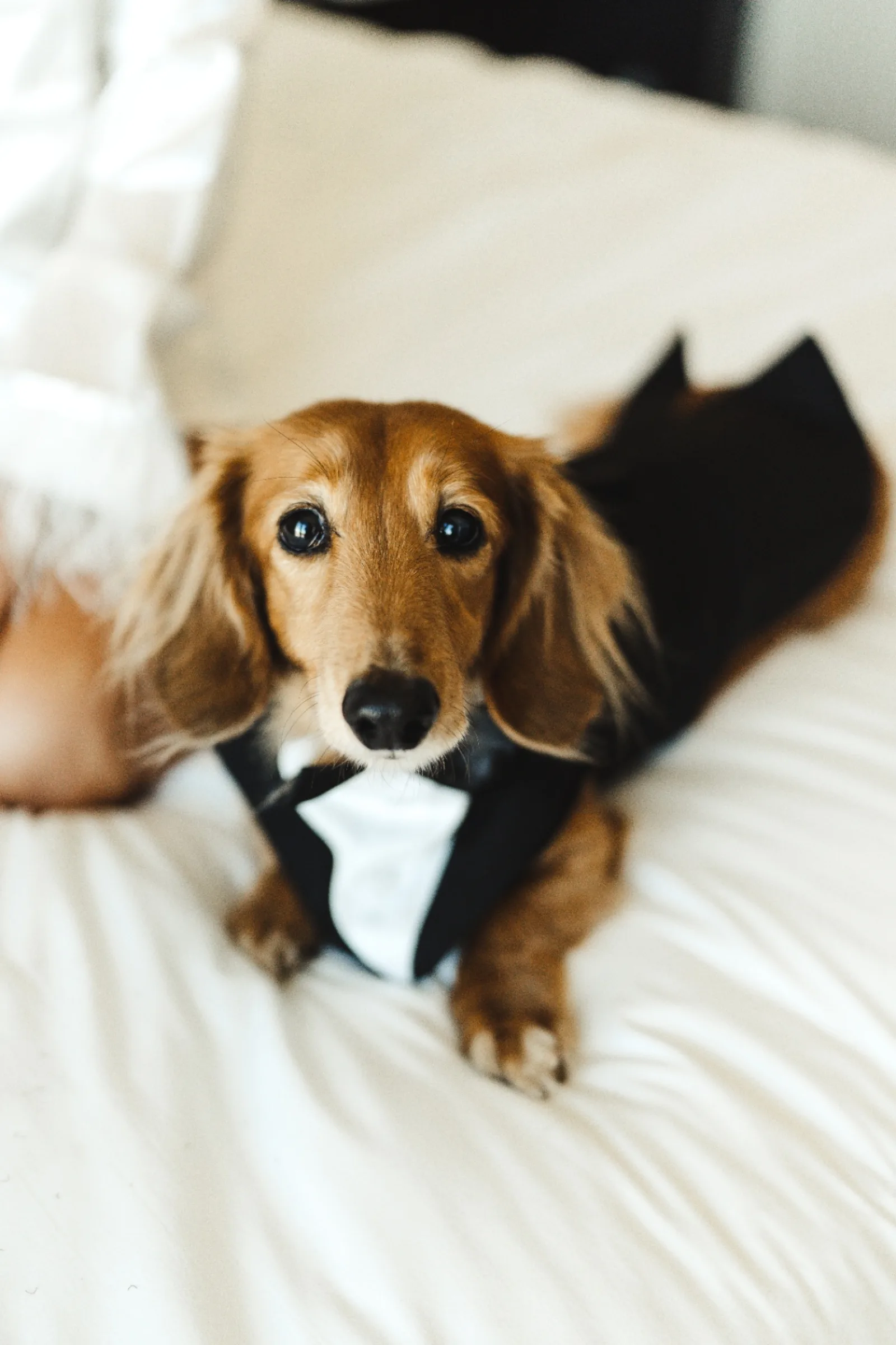 J and S Media — Megan and Alexander wedding 4